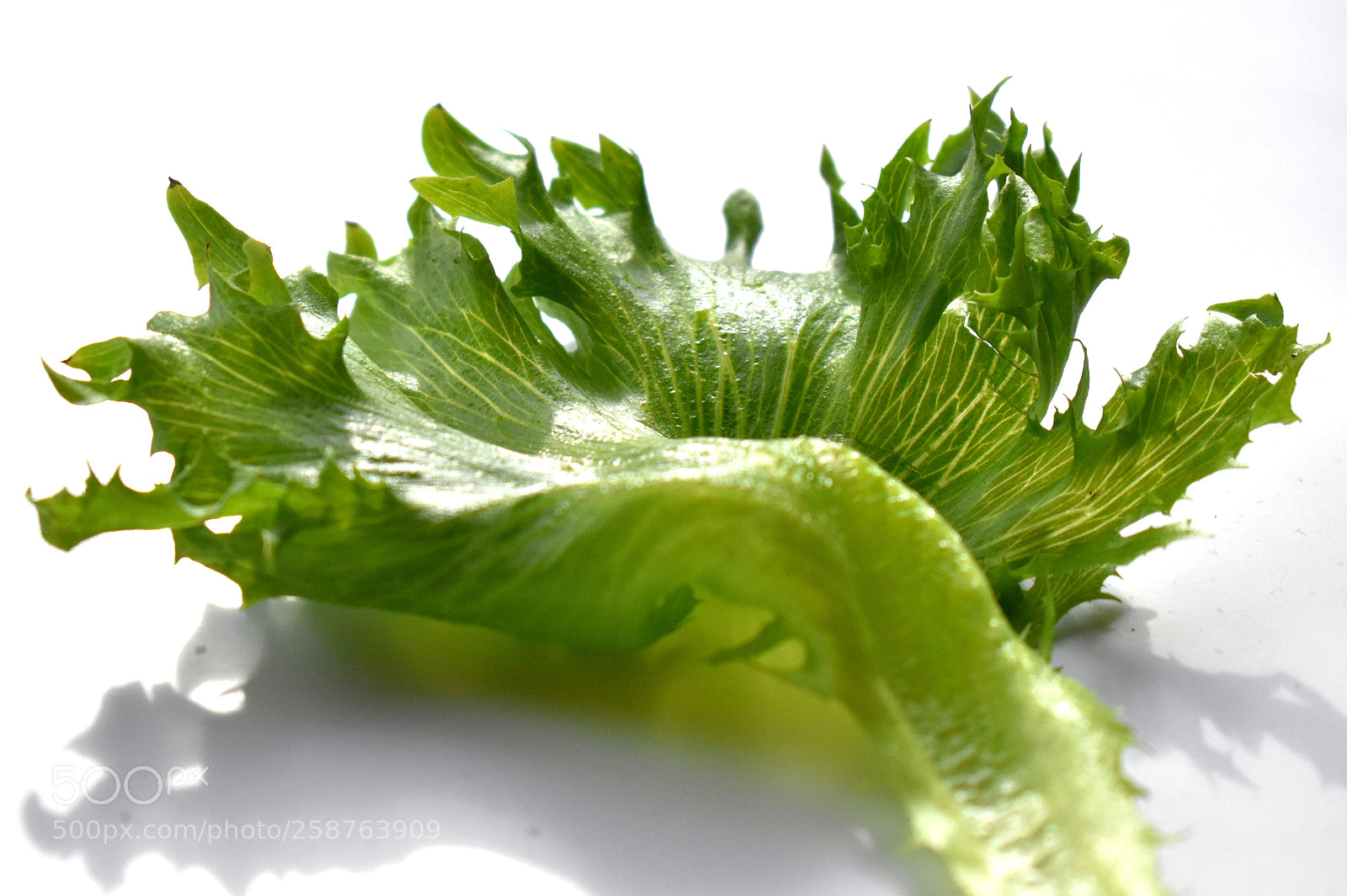 Nikon D3400 sample photo. Green salad leaves photography