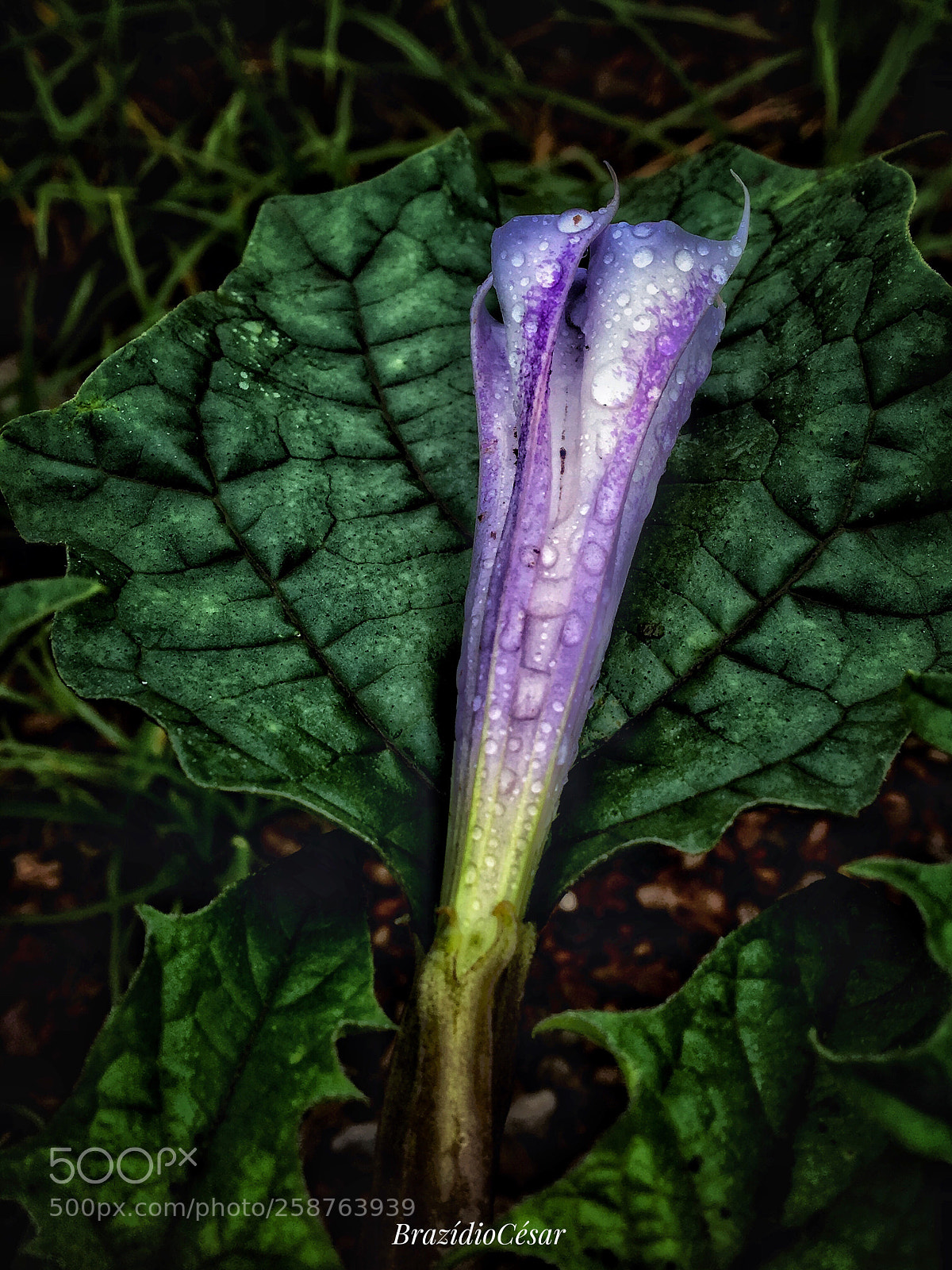 Apple iPhone 6s sample photo. Untitled photography