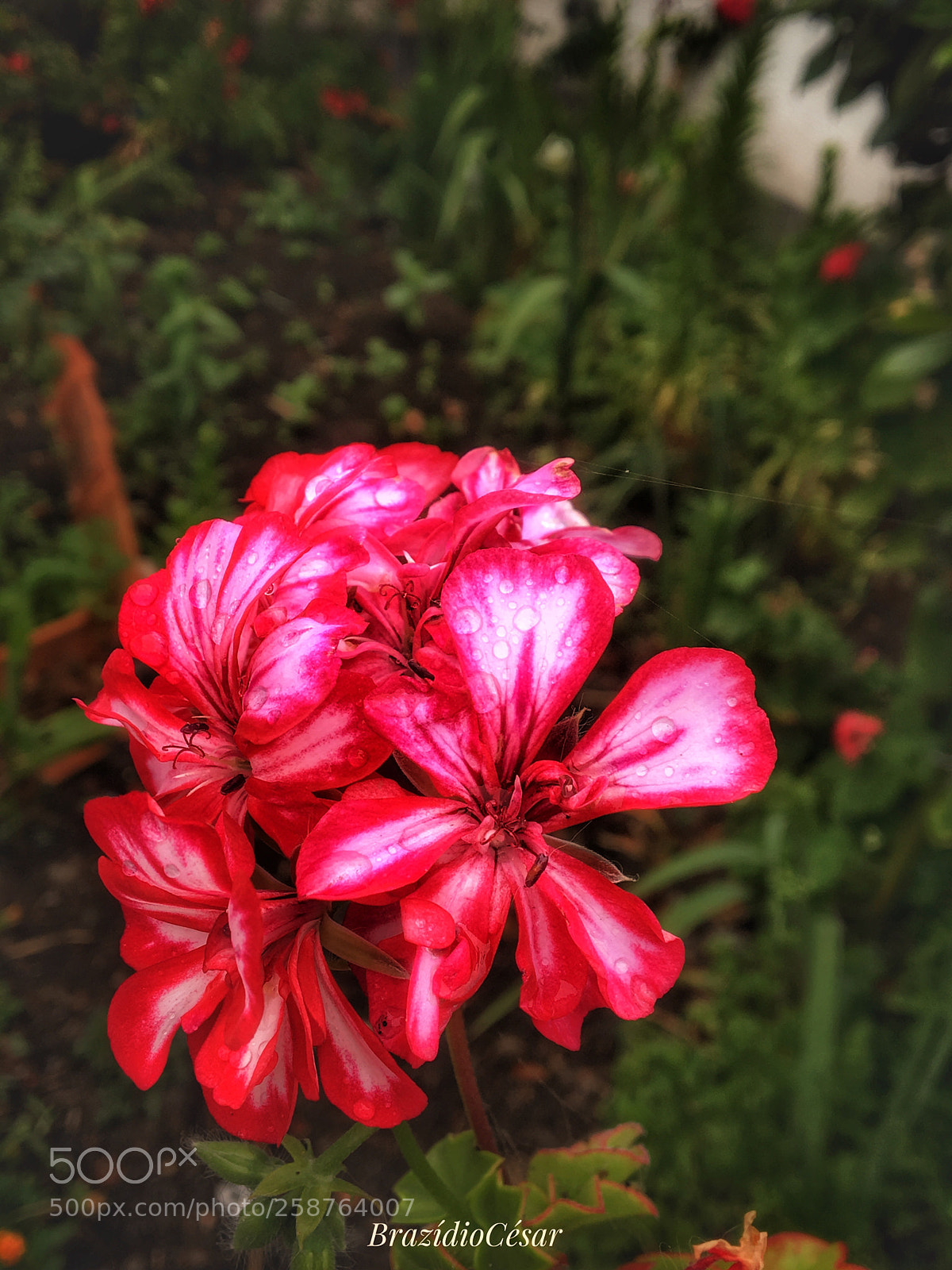 Apple iPhone 6s sample photo. Untitled photography