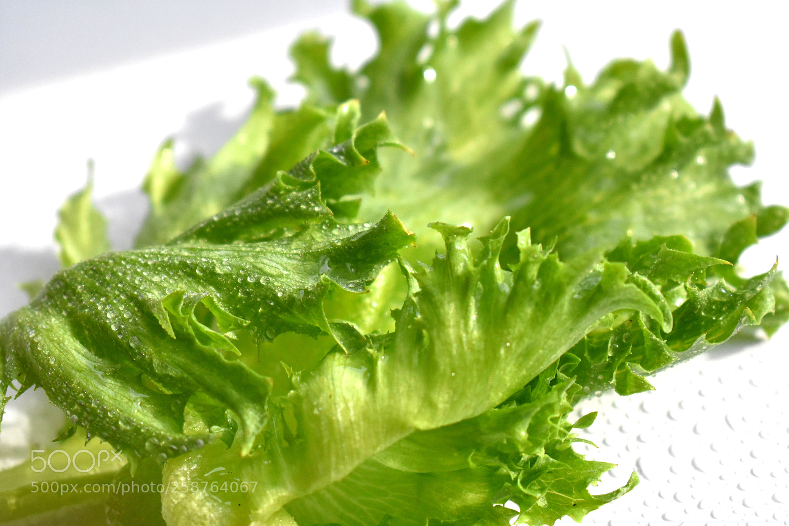 Nikon D3400 sample photo. Green salad leaves photography