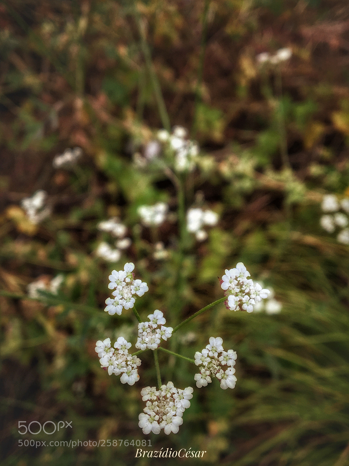 Apple iPhone 6s sample photo. Untitled photography