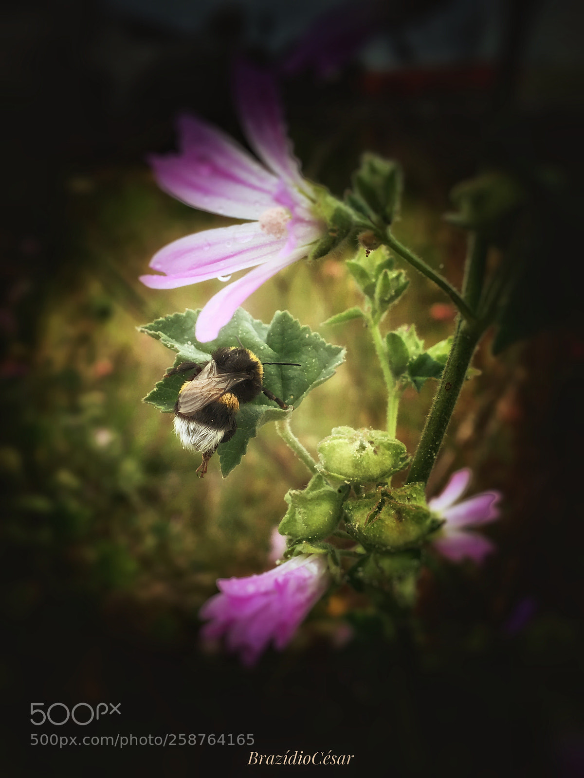 Apple iPhone 6s sample photo. Untitled photography