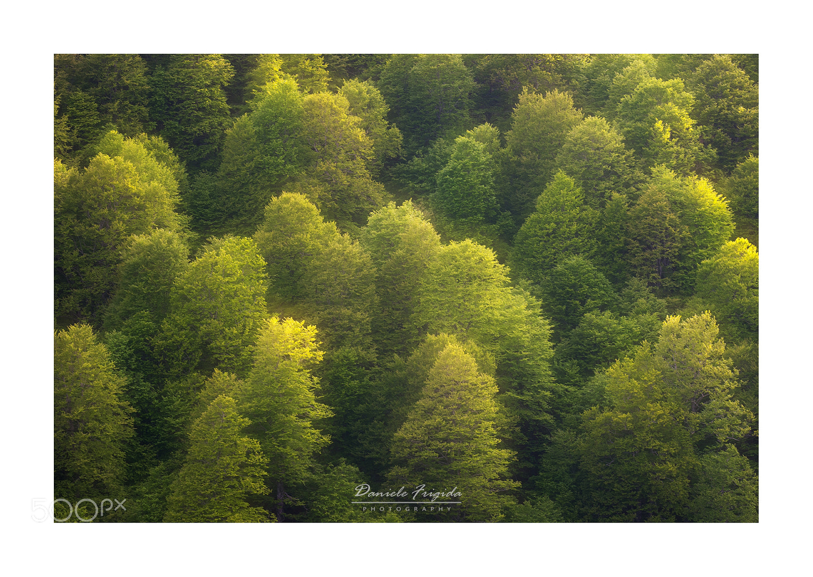 Nikon D610 sample photo. Faggeta photography