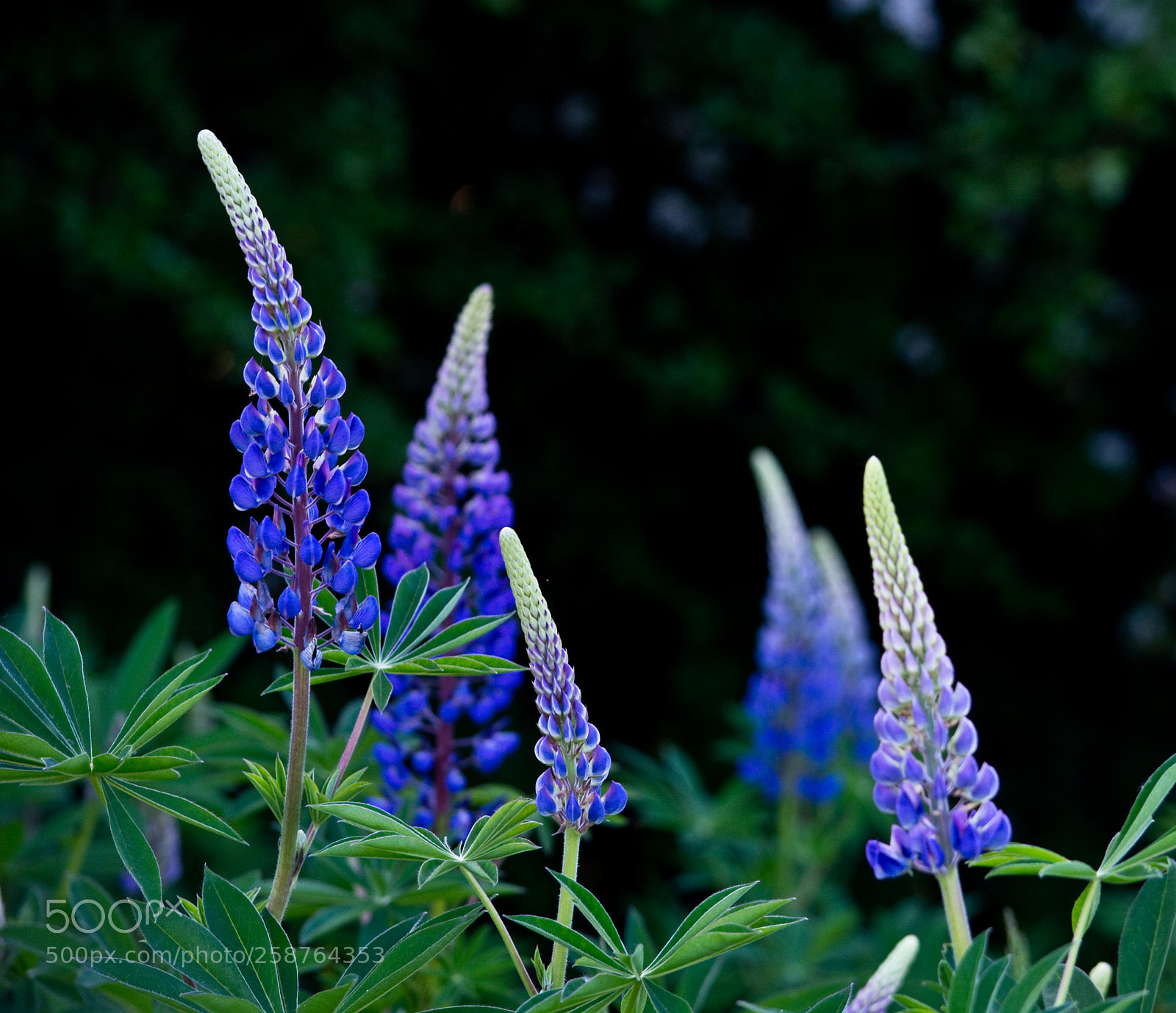 Nikon D7100 sample photo. Vibrant photography