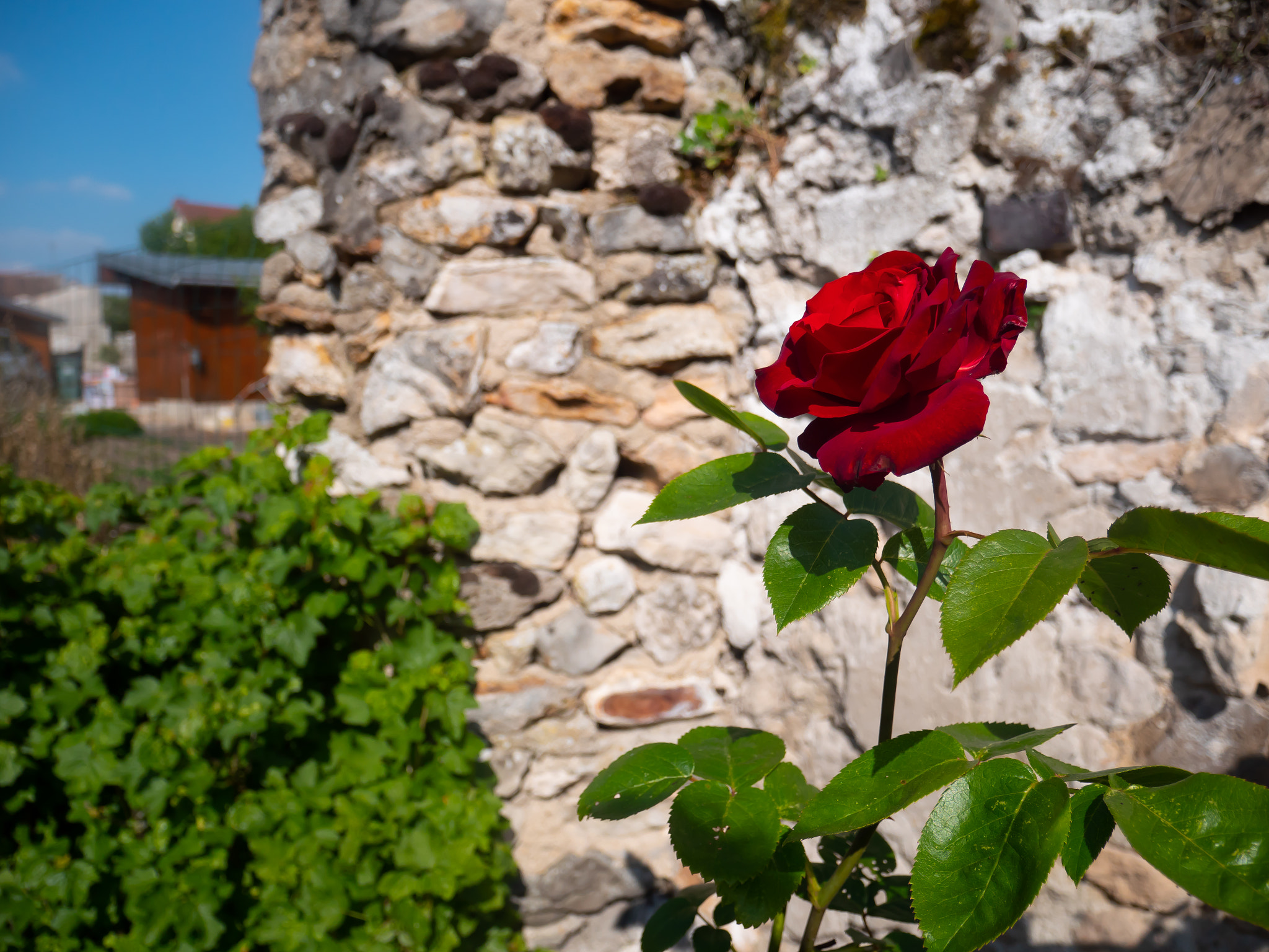 Panasonic Lumix DC-GX9 sample photo. Rose rouge mesnil amelot photography