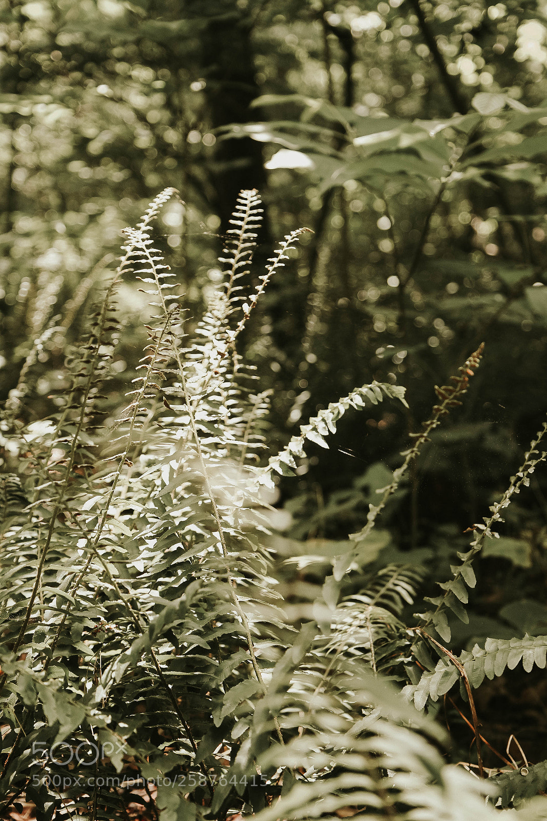 Canon EOS 7D sample photo. Summer fern photography