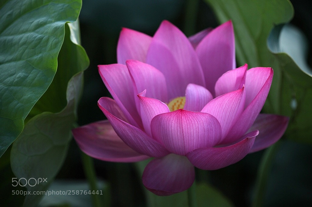 Canon EOS 5D Mark II sample photo. Untitled photography