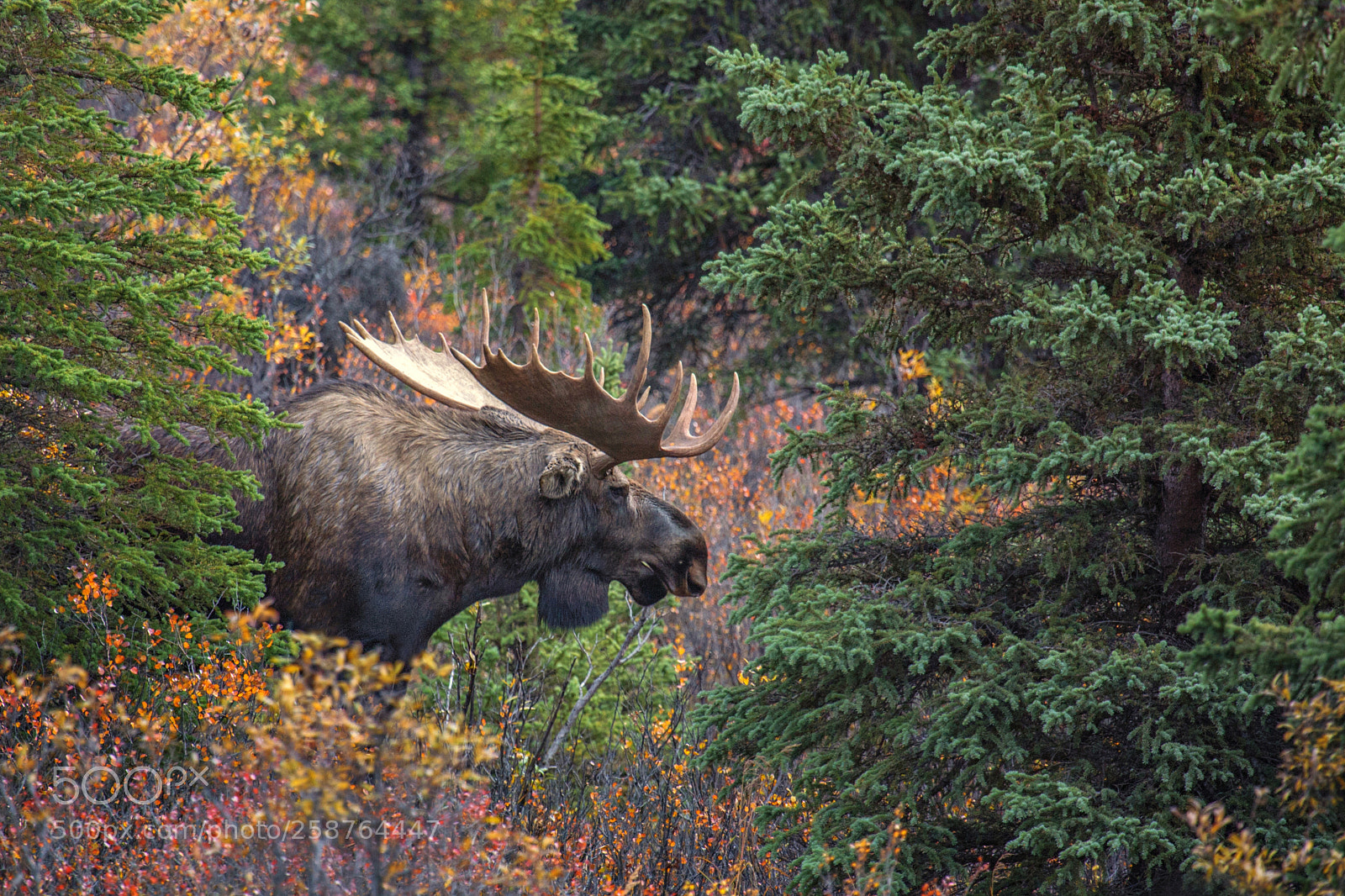 Canon EOS-1D Mark II N sample photo. Bull moose photography