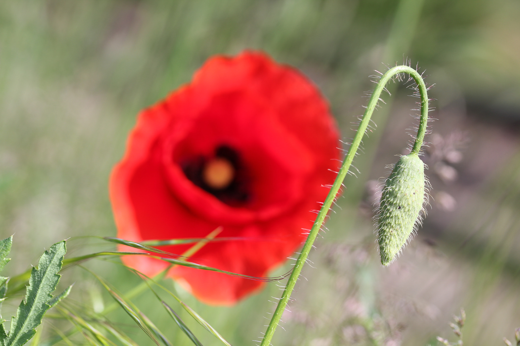 Canon EF-S 60mm F2.8 Macro USM sample photo. Untitled photography