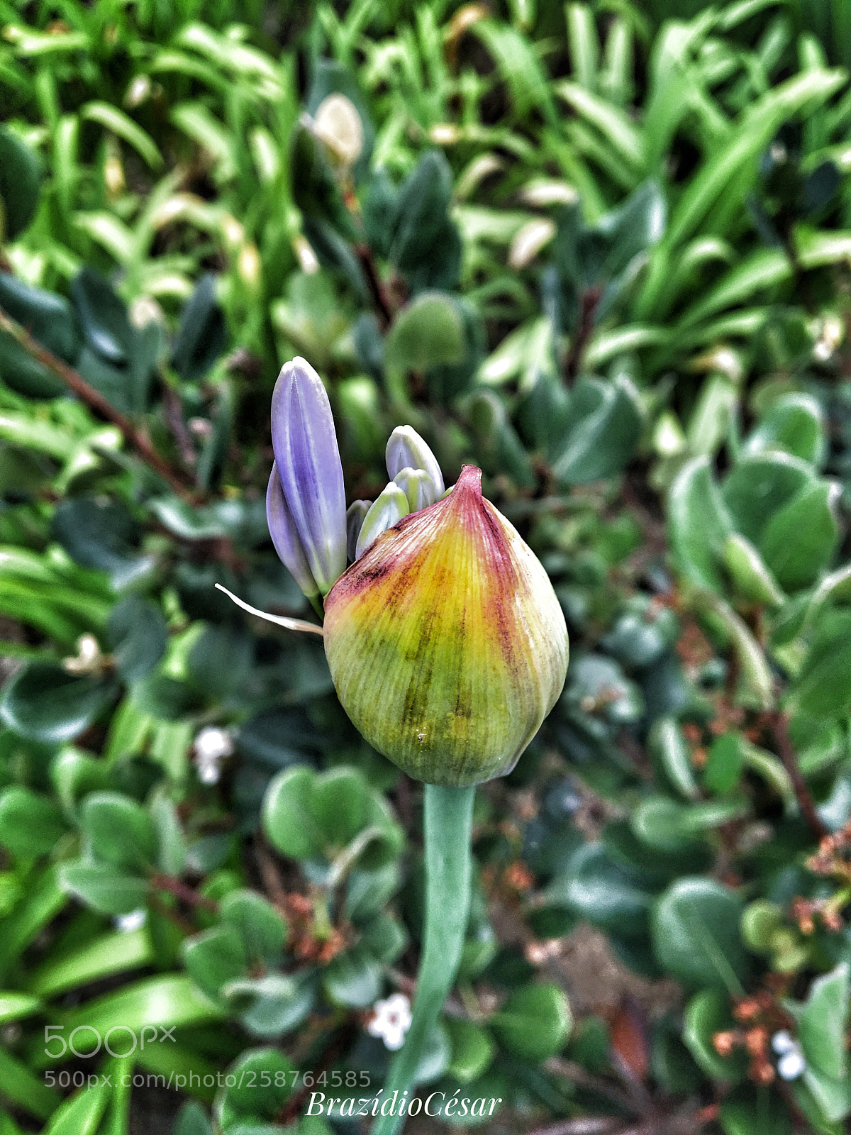 Apple iPhone 6s sample photo. Untitled photography