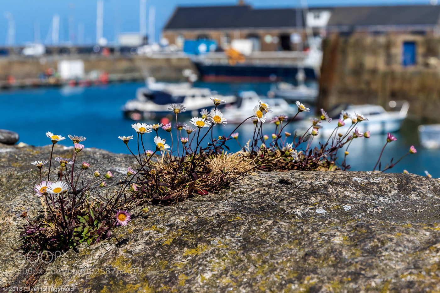 Canon EOS 7D Mark II sample photo. Weeds in the wall photography