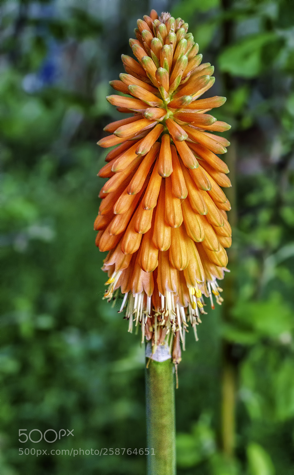 Sony a6300 sample photo. Kniphofia fener i e photography