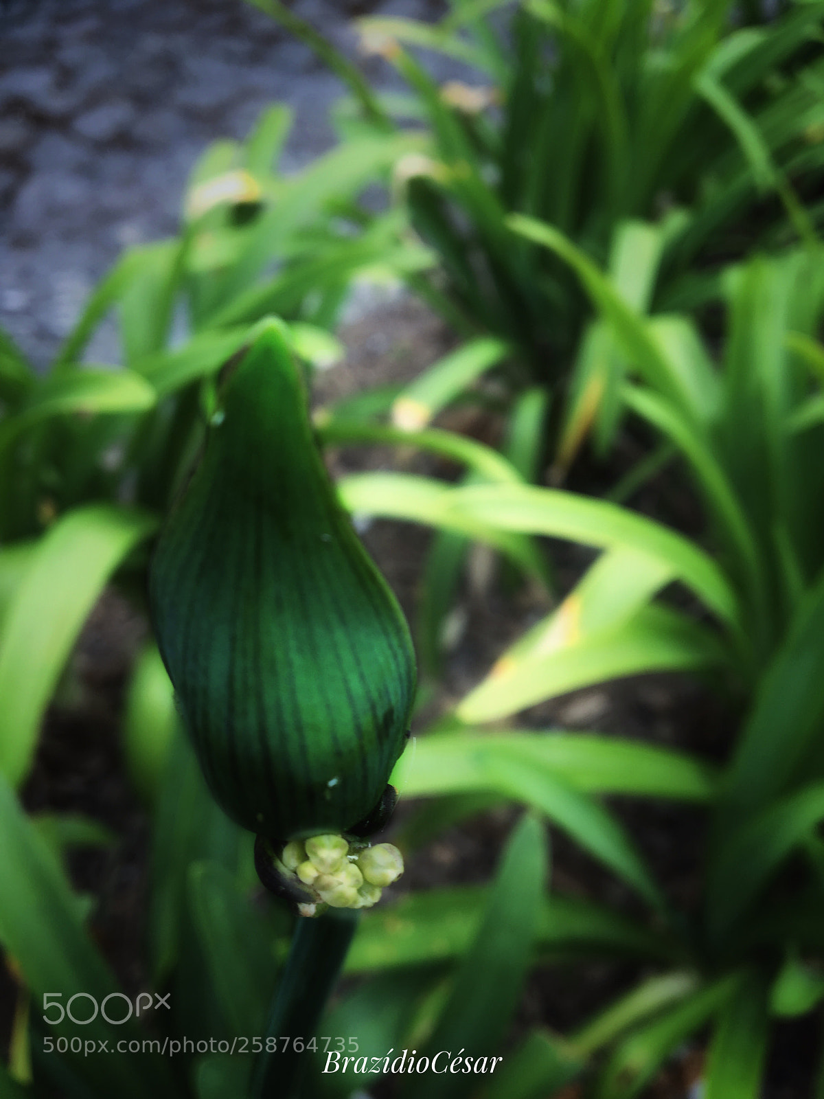 Apple iPhone 6s sample photo. Untitled photography