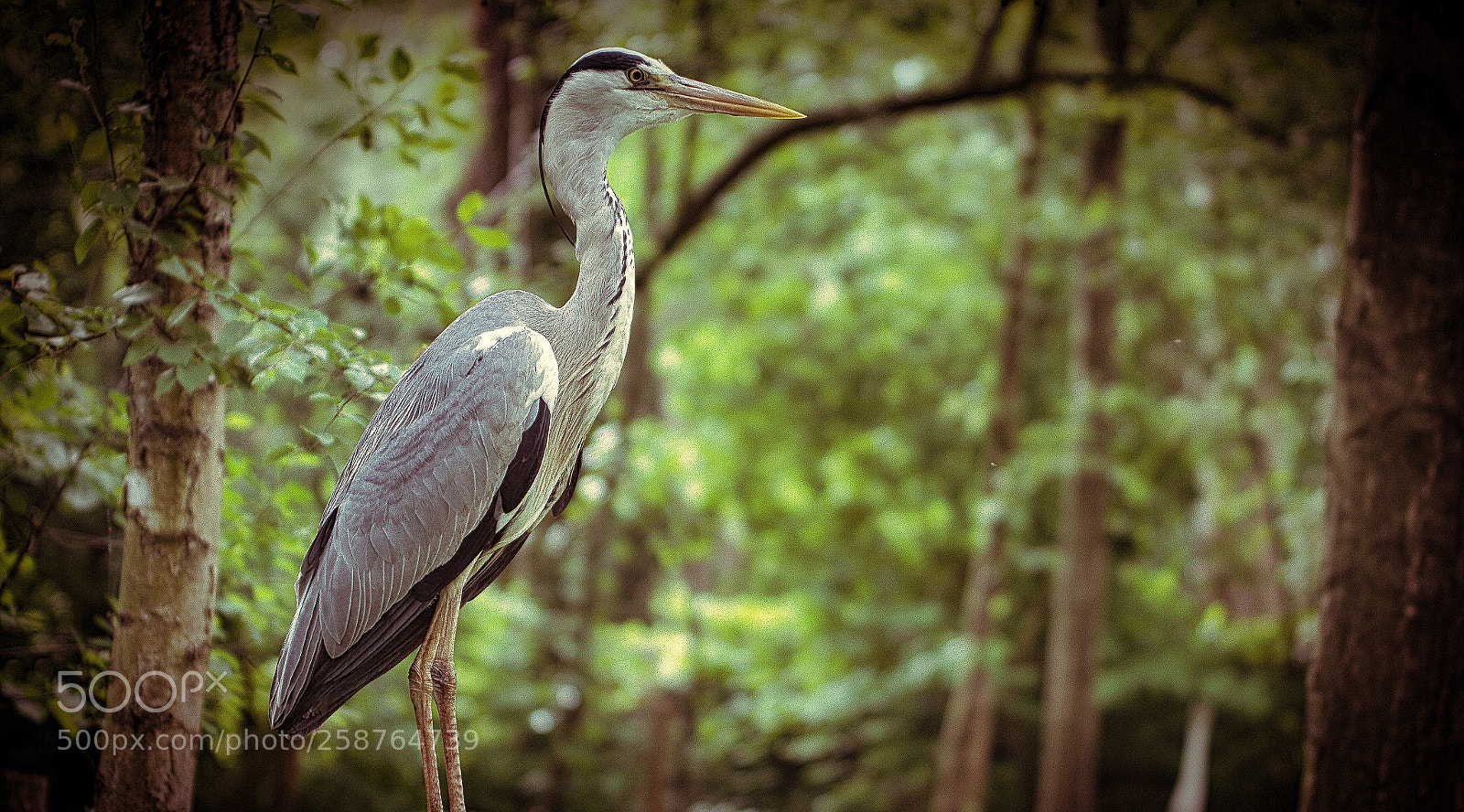 Nikon D7200 sample photo. Heron photography