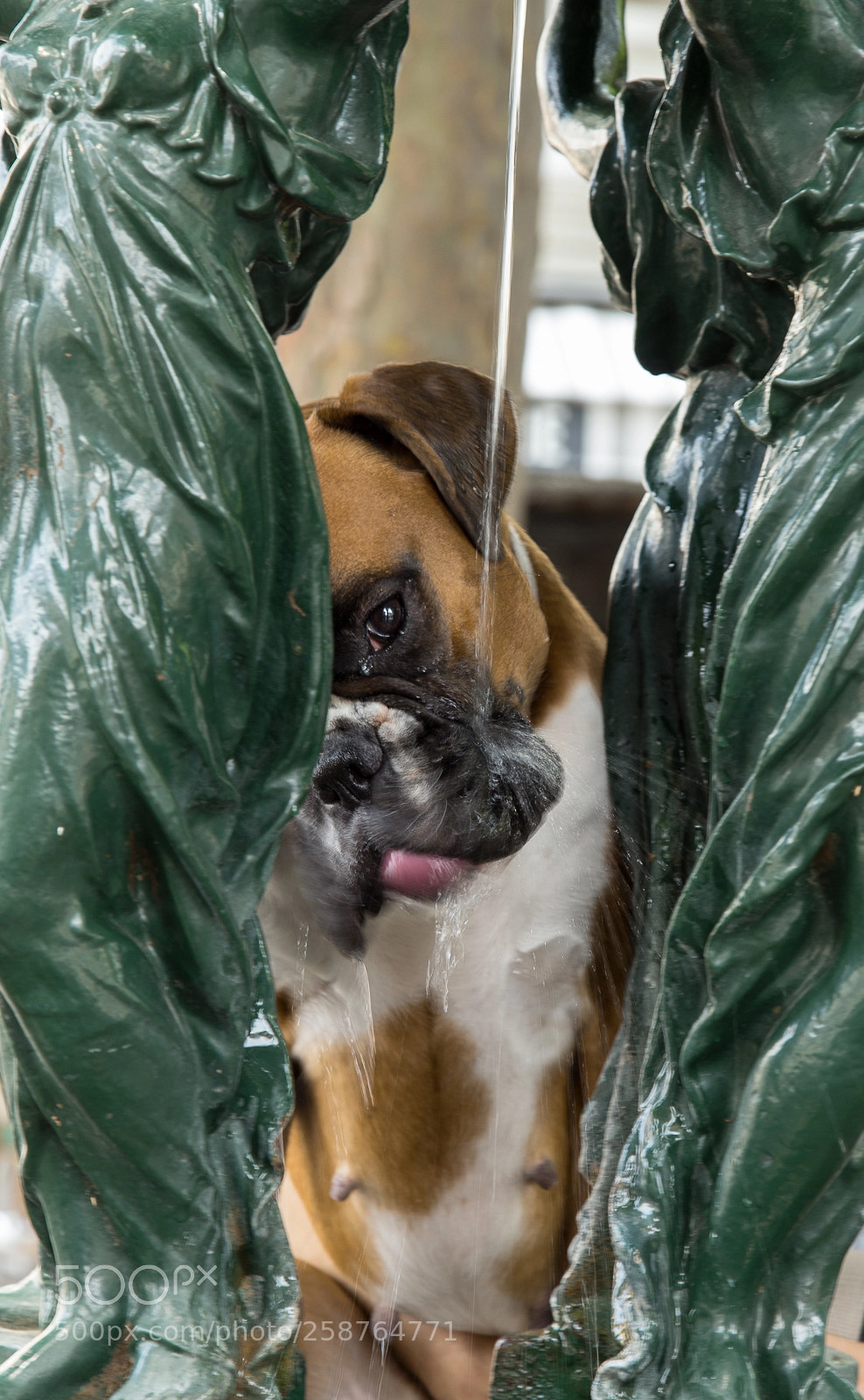 Canon EOS 6D sample photo. Good dog, thirsty dog photography