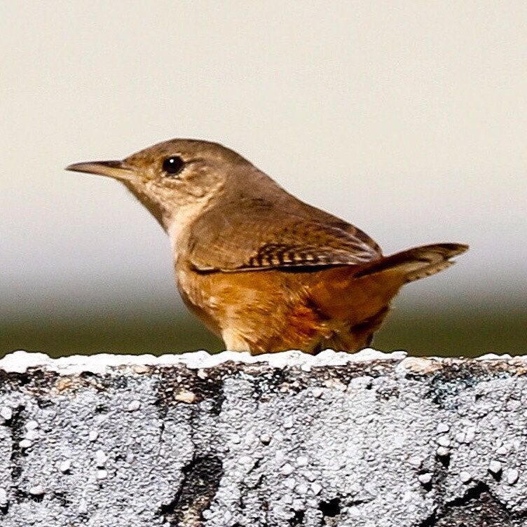 Canon EOS 6D Mark II sample photo. Baby rufous hornero furnarius photography