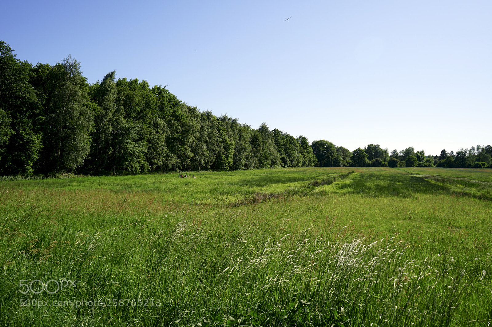 Sony a7 II sample photo. Sunny day... photography