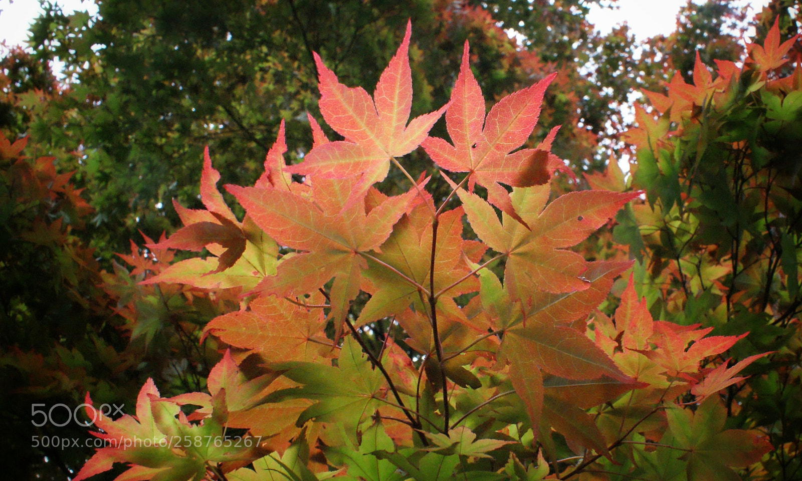 Sony Alpha DSLR-A200 sample photo. Colour photography