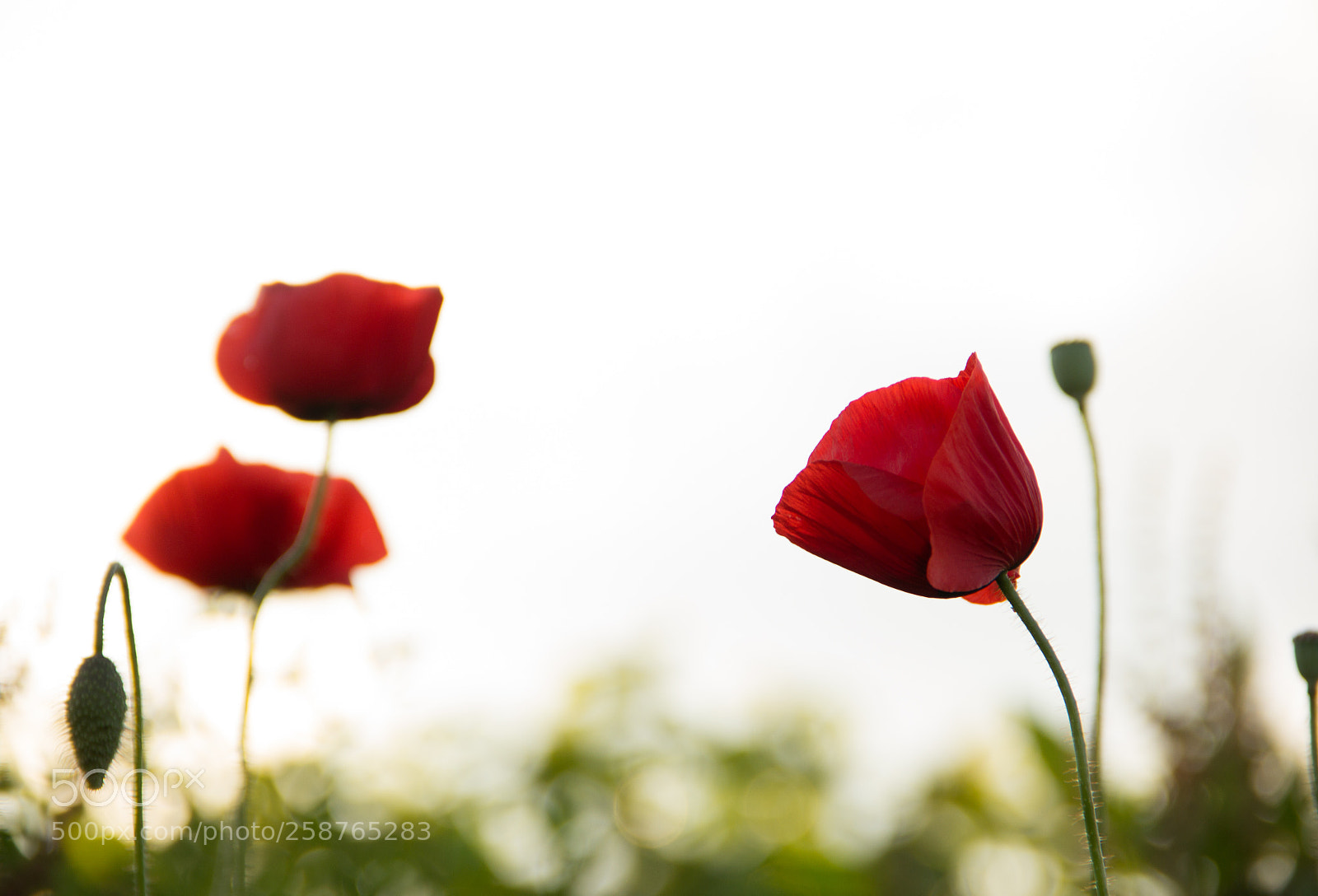 Canon EOS 60D sample photo. Poppies photography