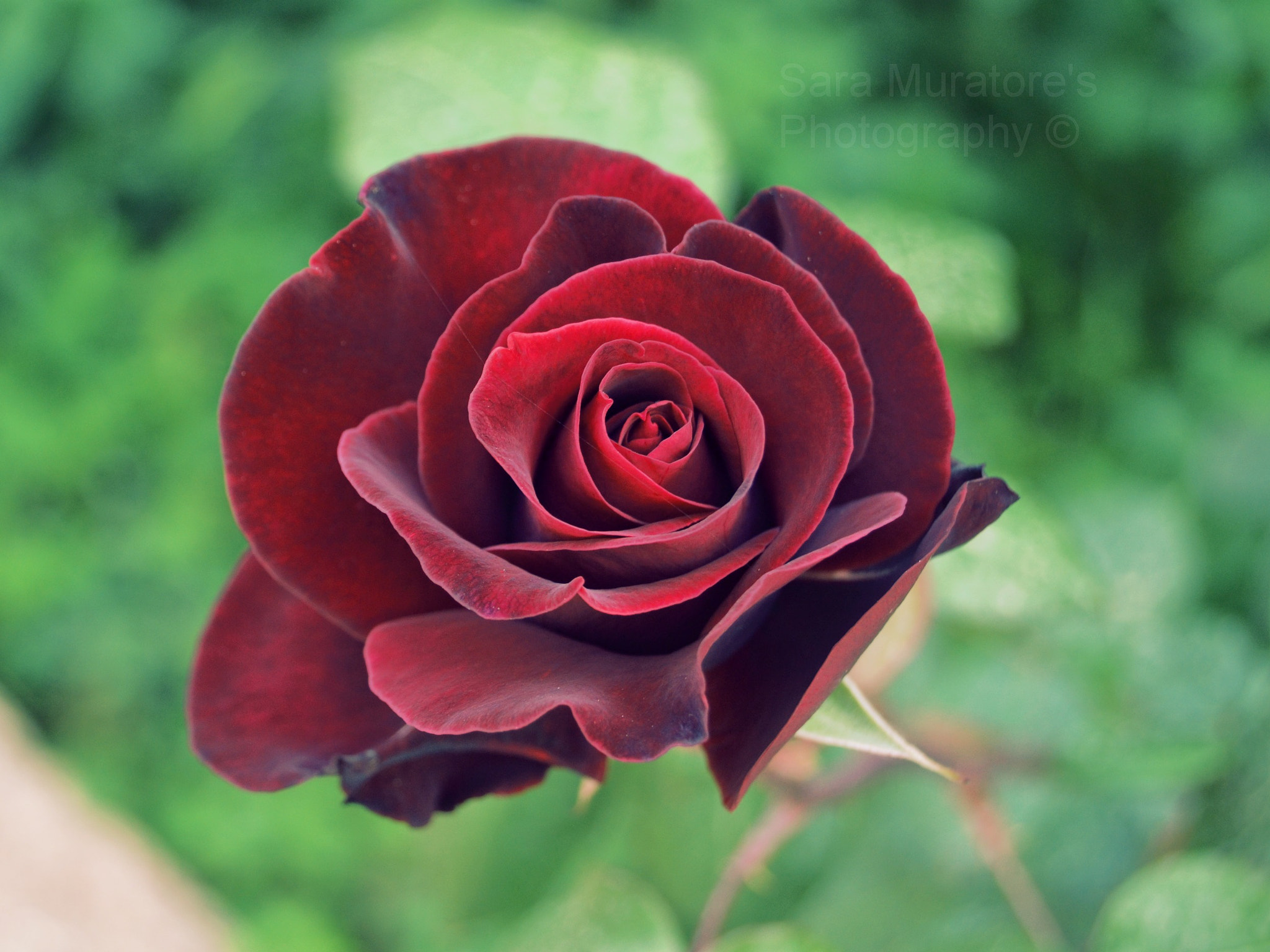 Nikon D3100 sample photo. Red rose photography