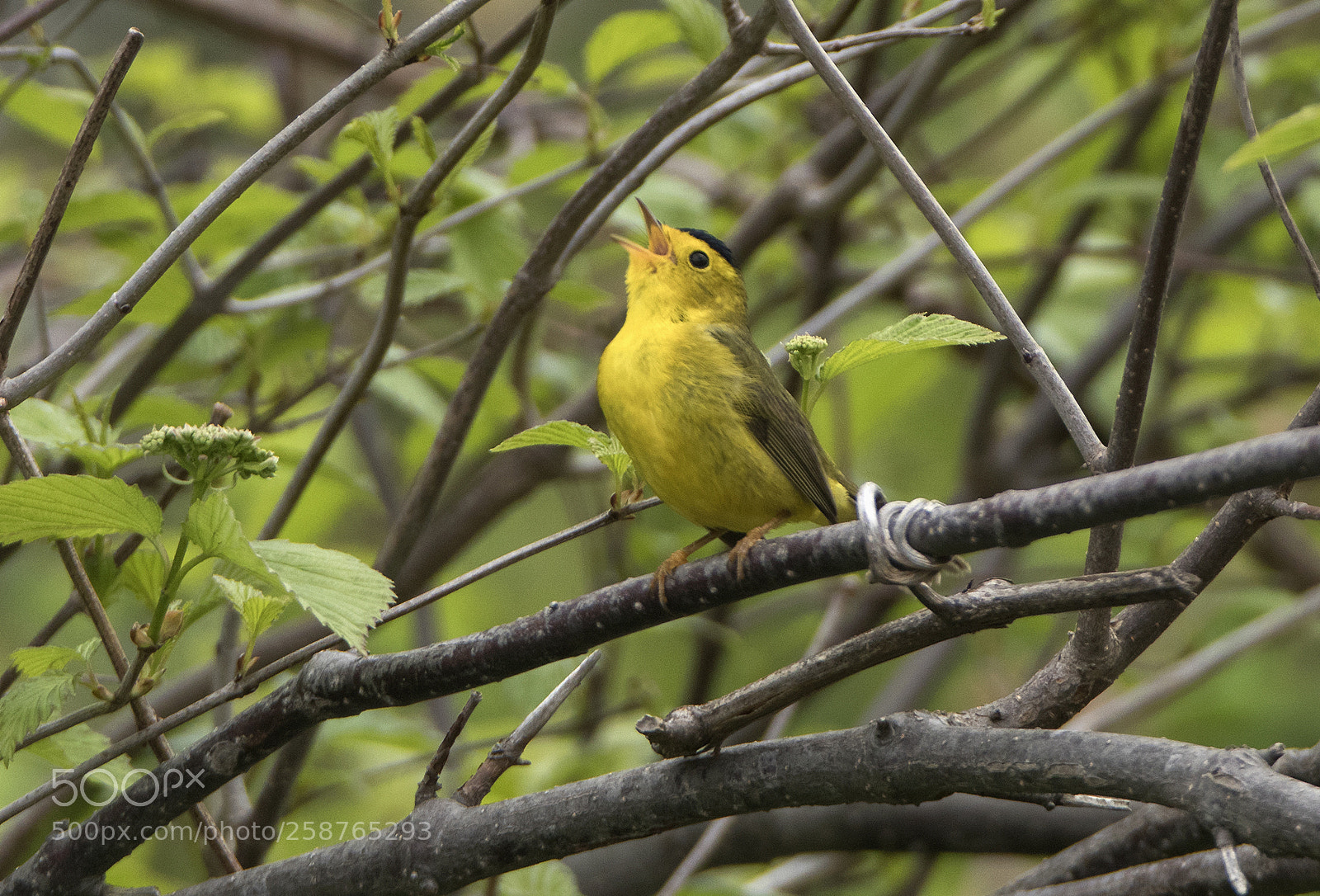Canon EOS 80D sample photo. Wilson warbler male in photography