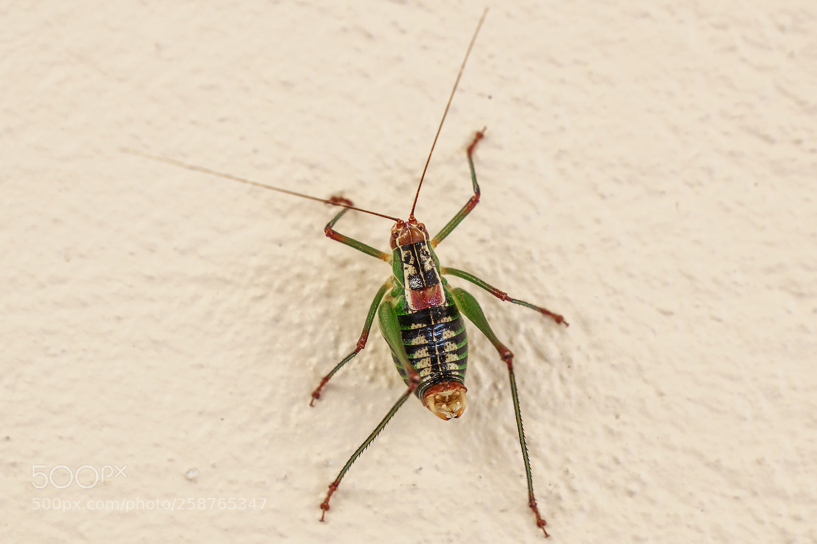 Sony a6000 sample photo. Insect photography