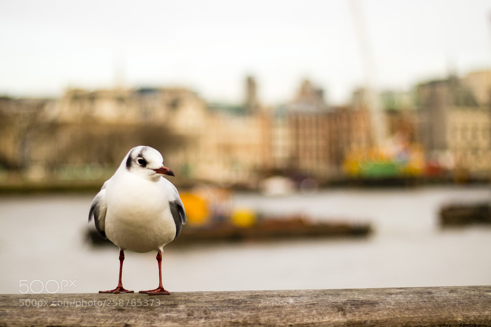 Canon EOS 80D sample photo. Bird photography