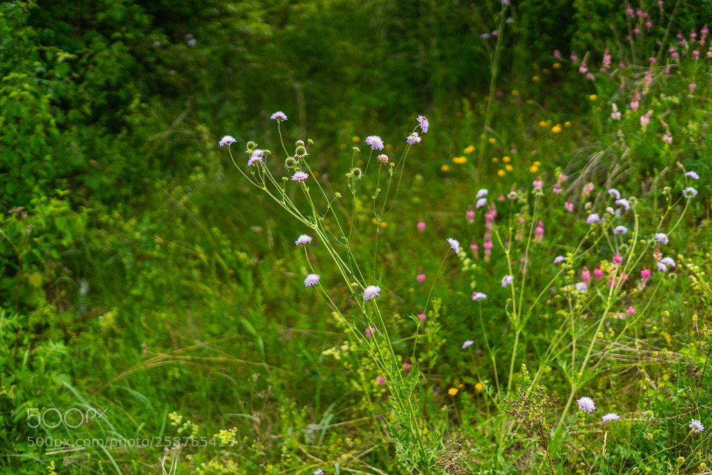 Sony a7 II sample photo. Plants at simenswerke station photography