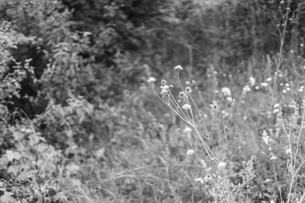 Sony a7 II sample photo. Plants at simenswerke station photography