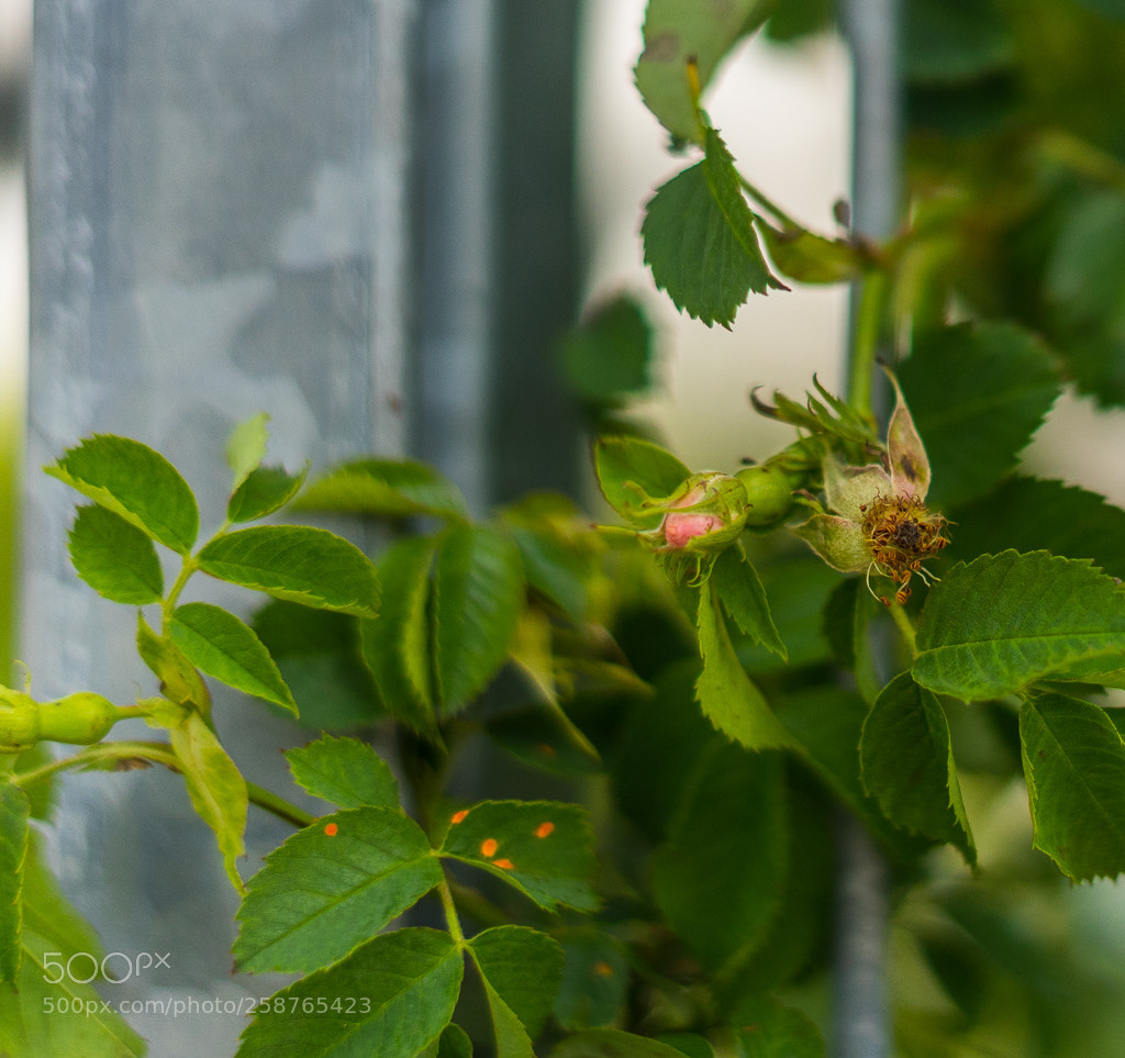 Sony a7 II sample photo. Close up to a photography