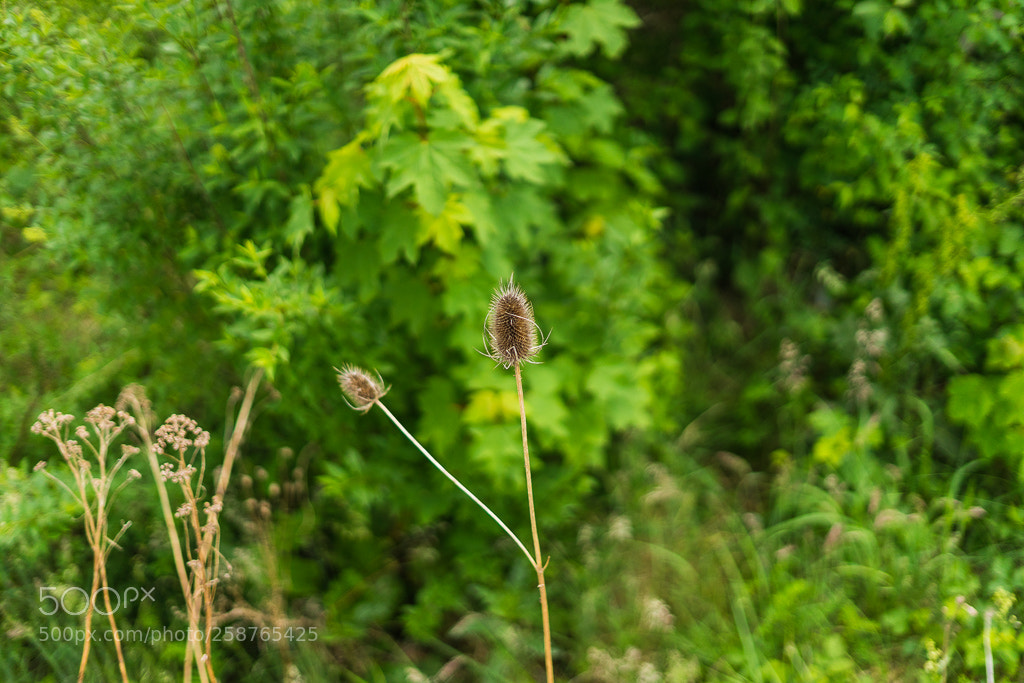 Sony a7 II sample photo. Plants at simenswerke station photography