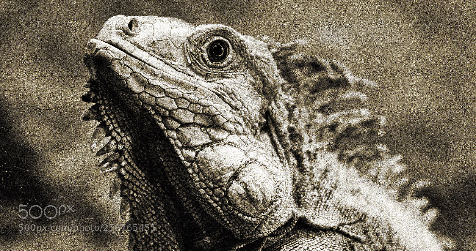 Nikon D7200 sample photo. Iguana photography