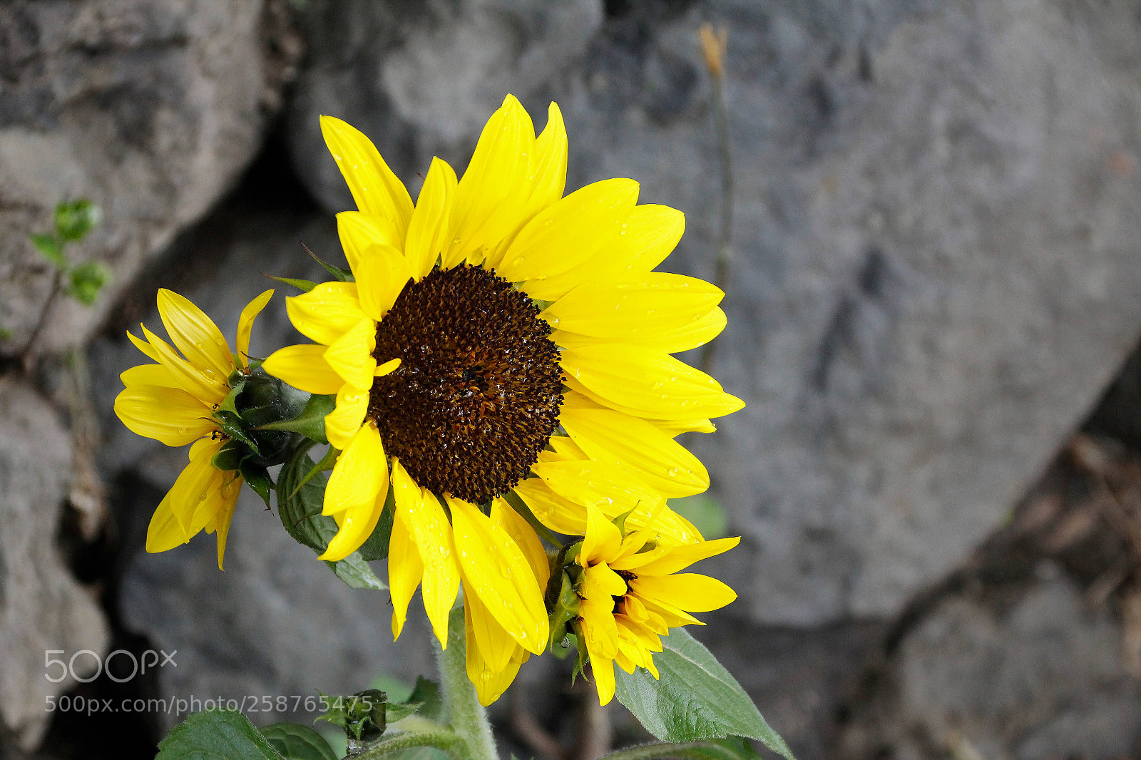 Canon EOS 1300D (EOS Rebel T6 / EOS Kiss X80) sample photo. Sunflower photography