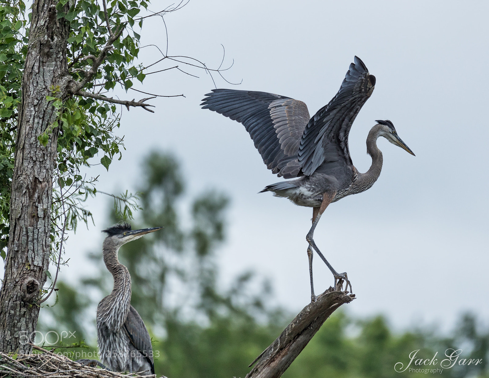 Canon EOS-1D X Mark II sample photo. Great blue heron fledgling photography