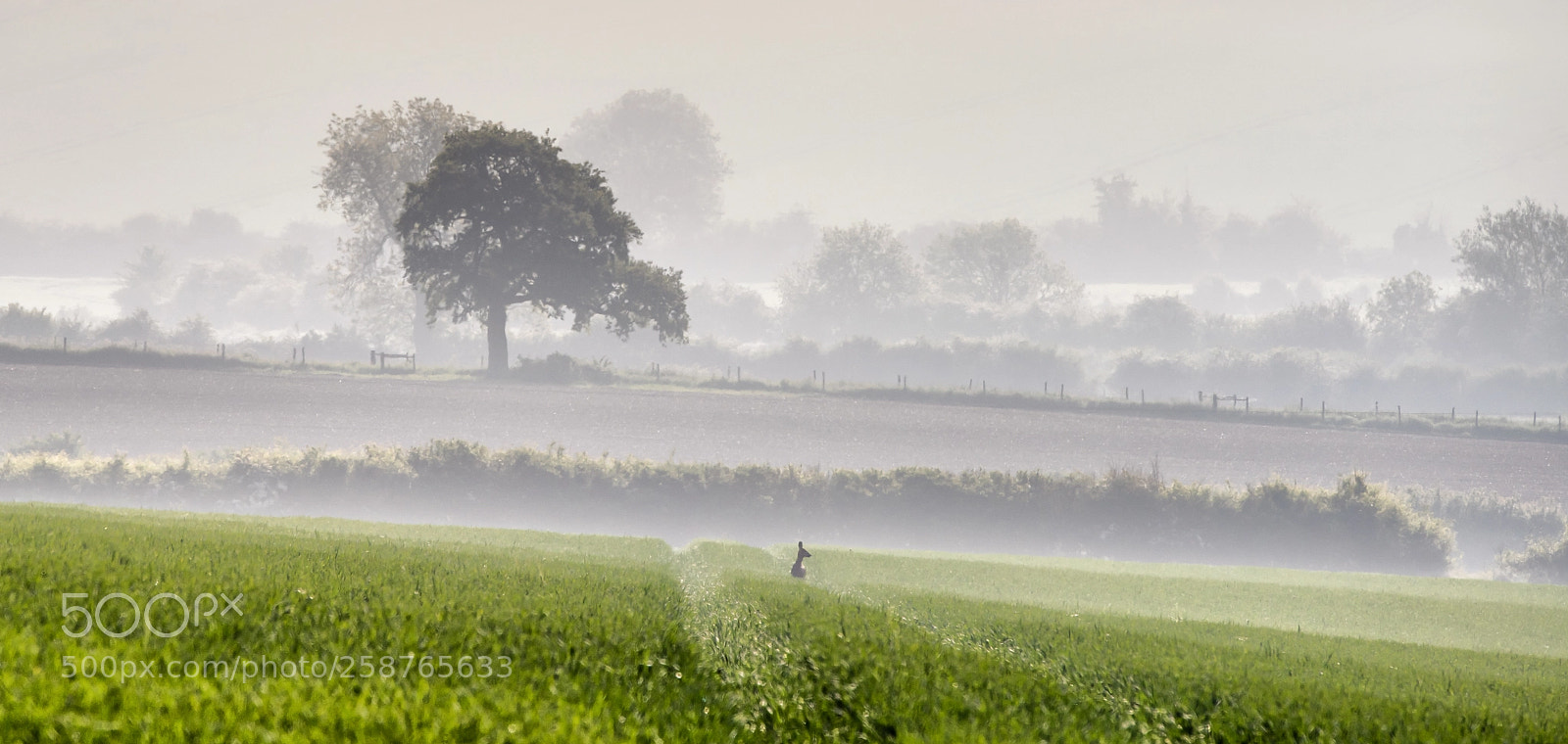 Nikon D810 sample photo. Morning mist photography