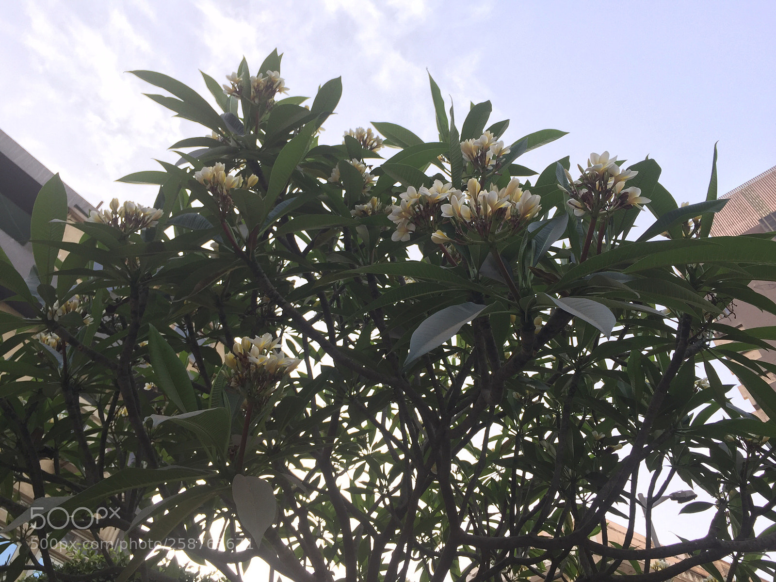 Apple iPhone 6 Plus sample photo. Creation of allah photography