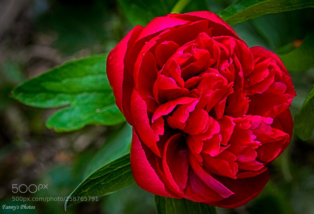 Nikon D300S sample photo. Peony photography