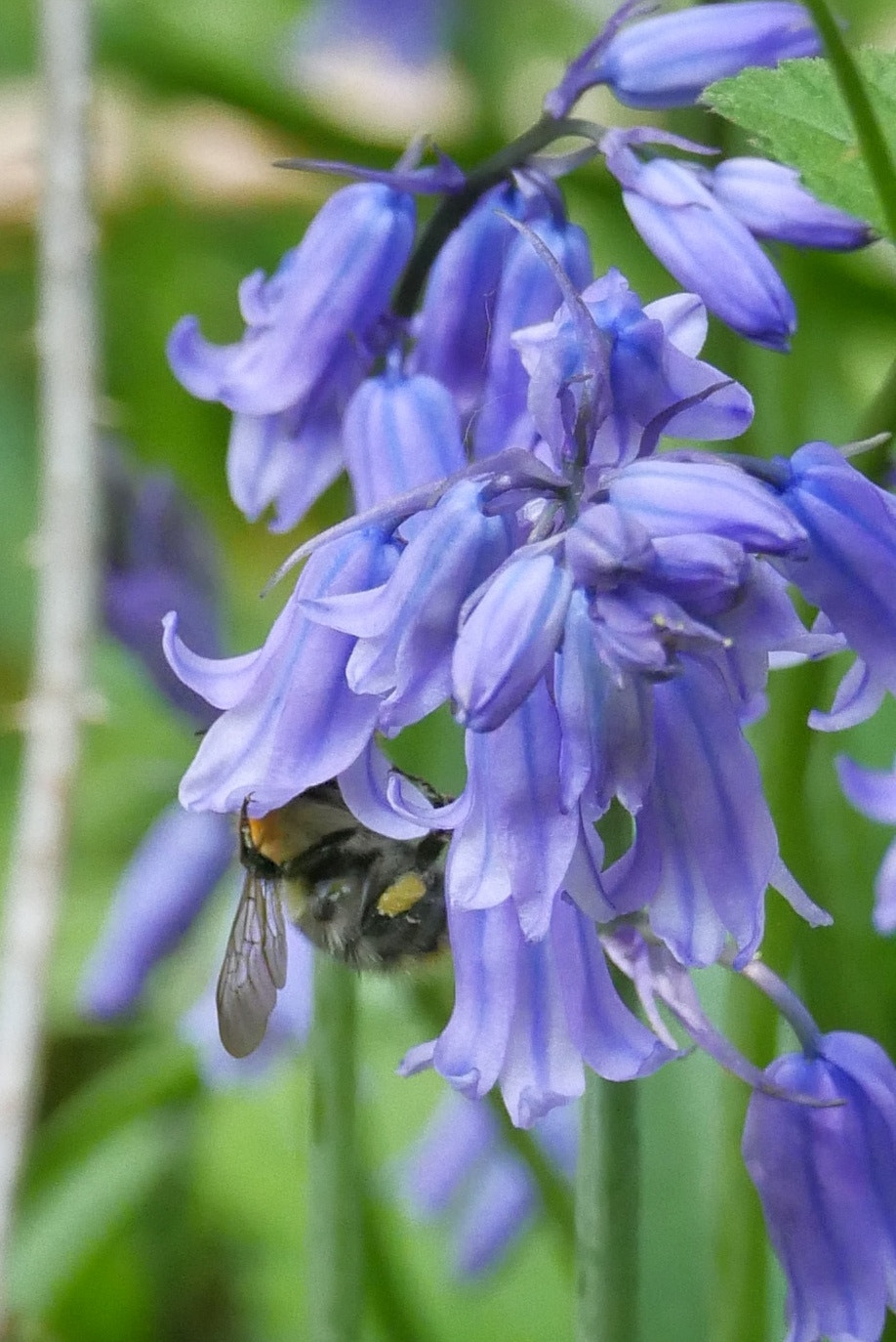 Panasonic Lumix DMC-G85 (Lumix DMC-G80) sample photo. Bluebell bee #worldbeeday photography