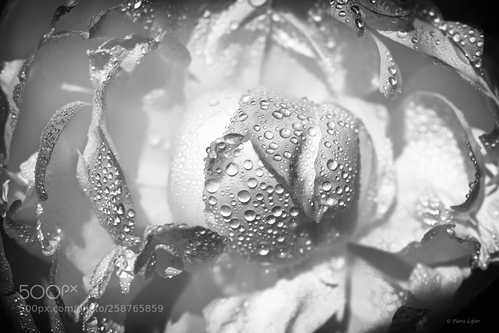 Nikon D800 sample photo. Fleur perle e n photography