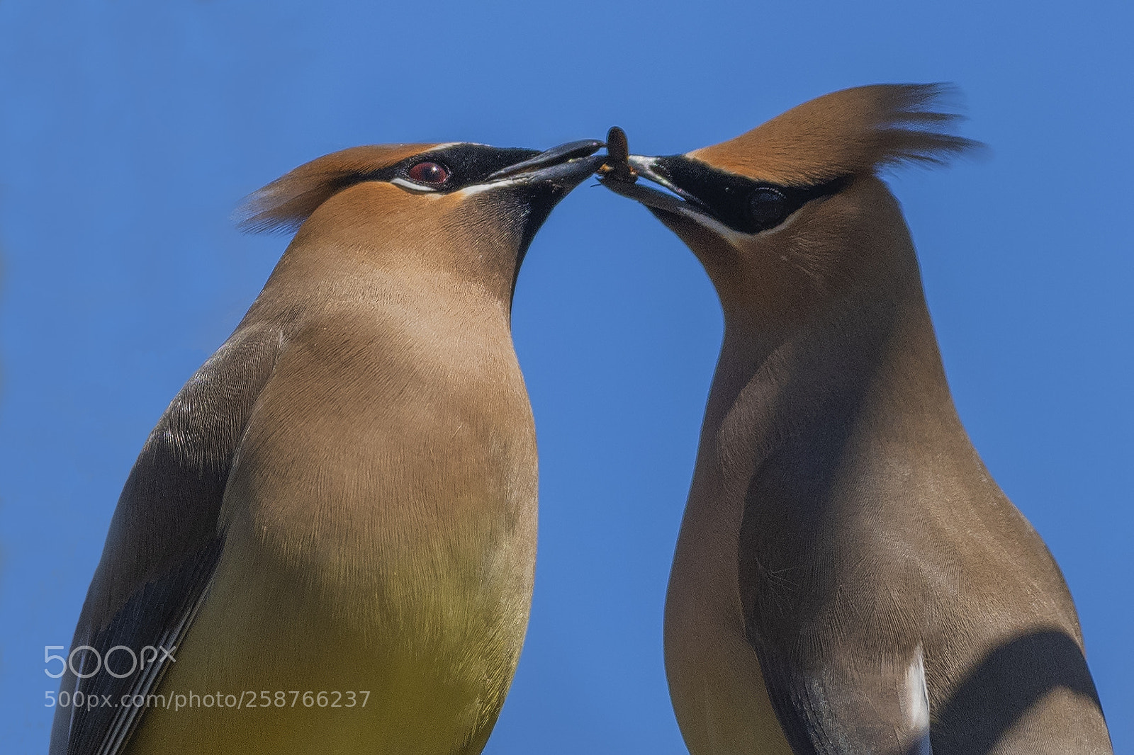 Nikon D850 sample photo. Cedar waxwings courtship photography