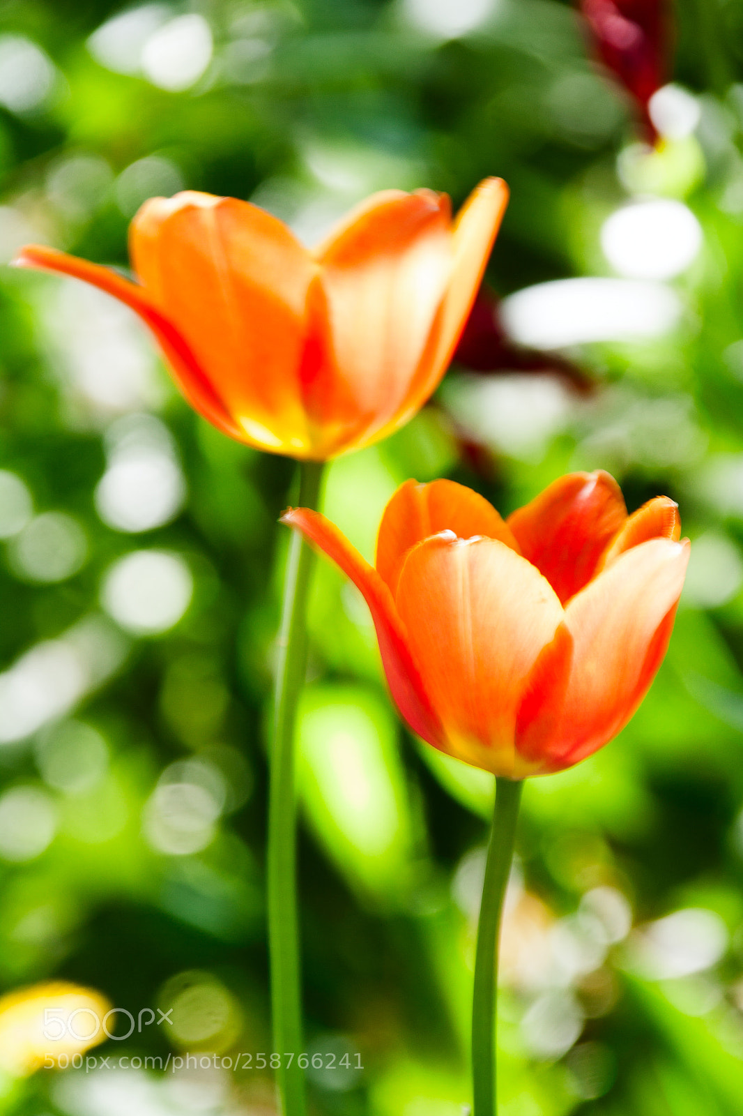 Canon EOS 50D sample photo. Tulips ii photography