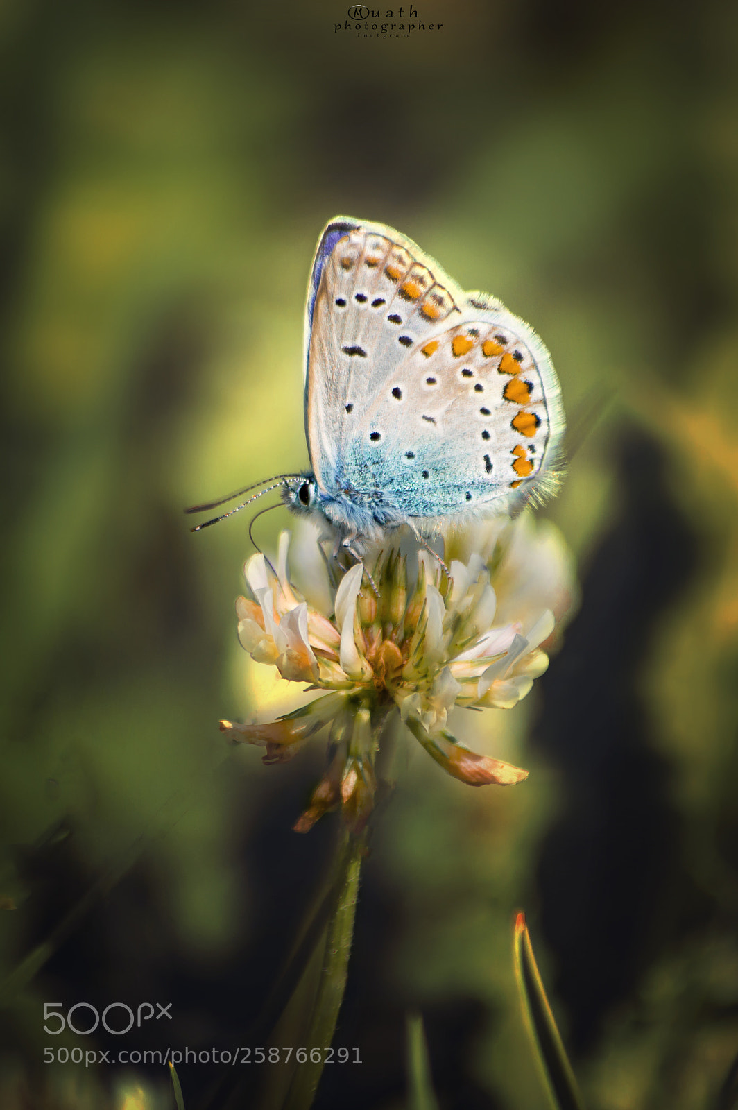 Nikon D3200 sample photo. Butterfly photography