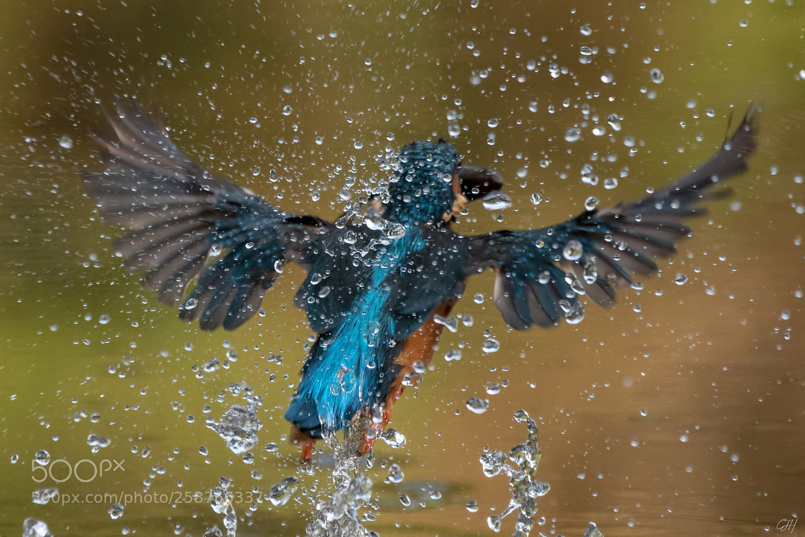 Nikon D500 sample photo. Kingfisher / eisvogel photography