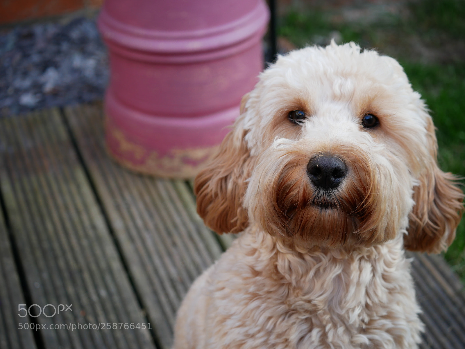 Panasonic Lumix DMC-GX85 (Lumix DMC-GX80 / Lumix DMC-GX7 Mark II) sample photo. Smile dog photography