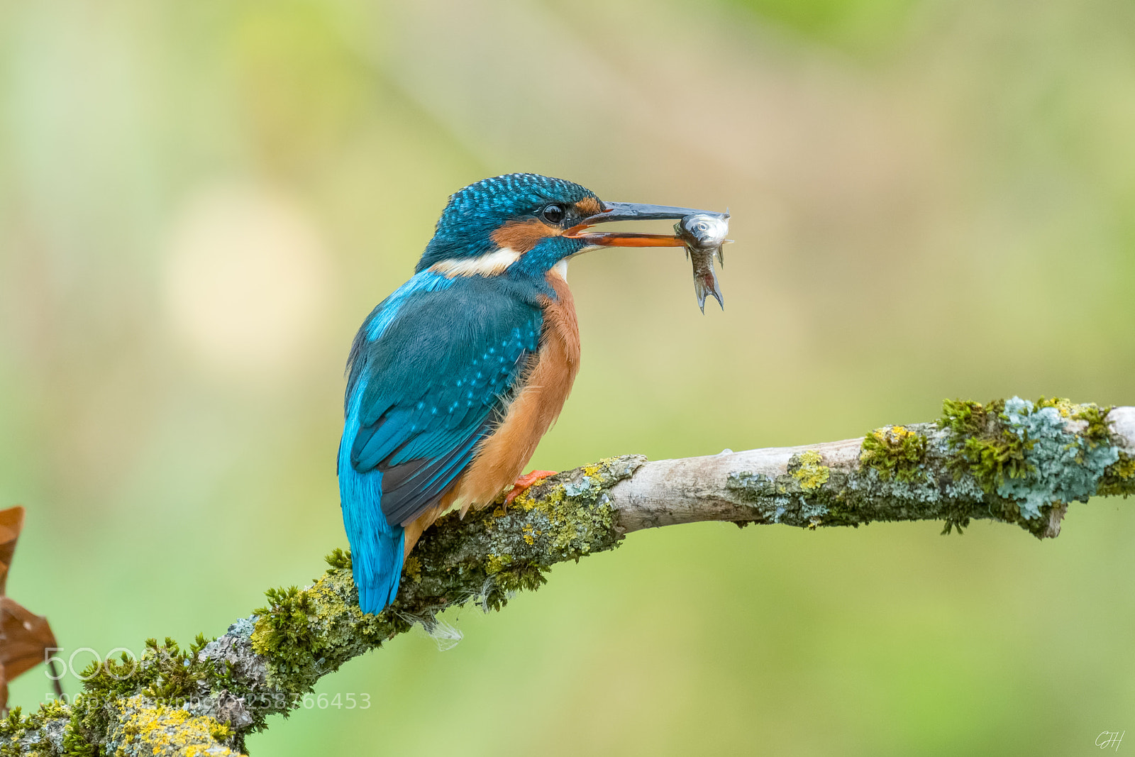 Nikon D500 sample photo. Kingfisher / eisvogel photography
