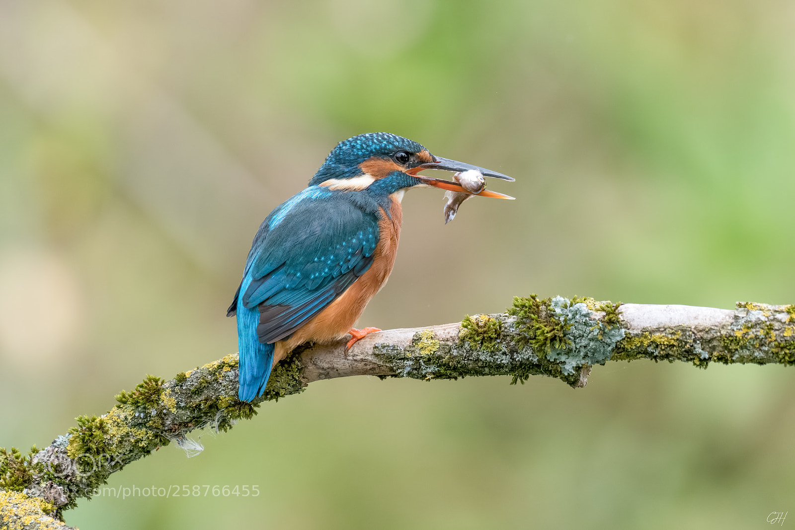 Nikon D500 sample photo. Kingfisher / eisvogel photography