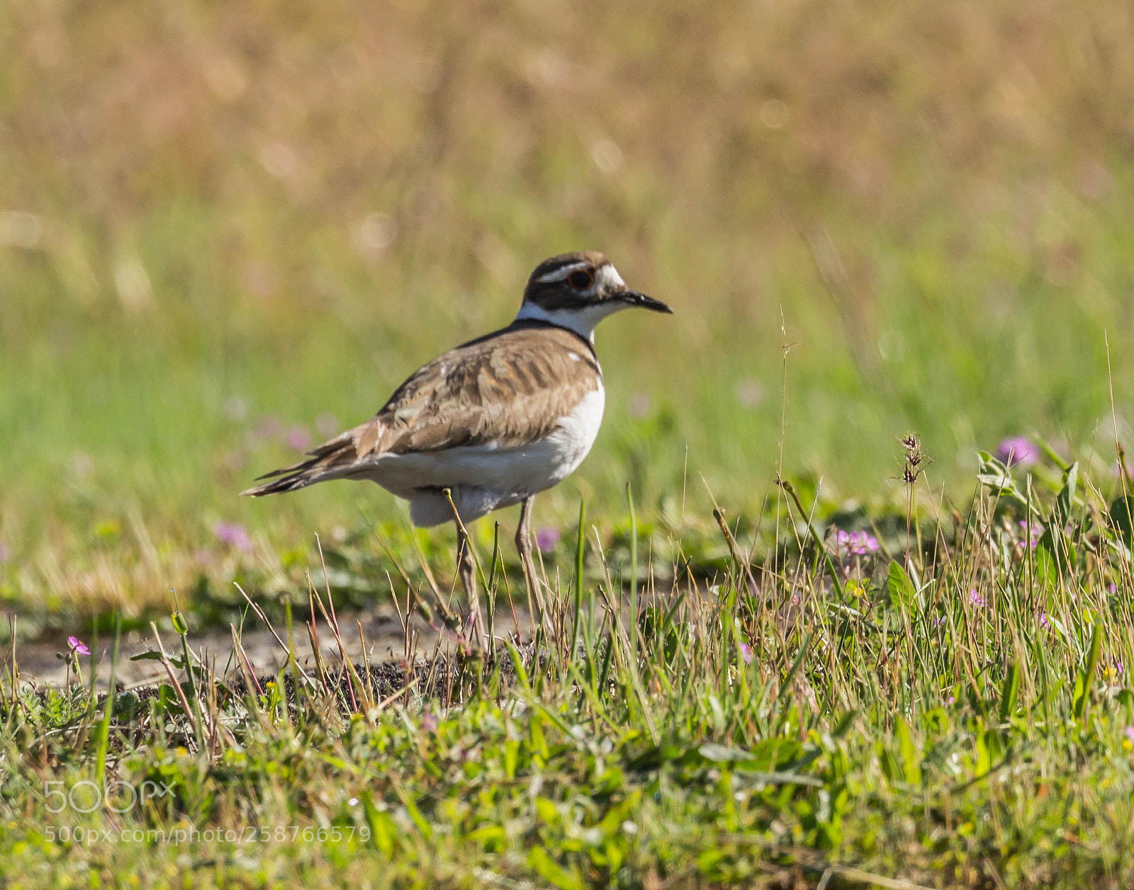 Canon EOS 600D (Rebel EOS T3i / EOS Kiss X5) sample photo. Killdeer photography