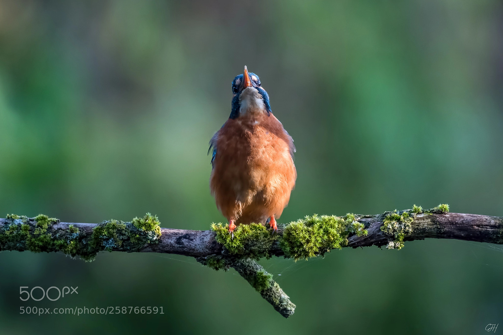 Nikon D500 sample photo. Kingfisher / eisvogel photography