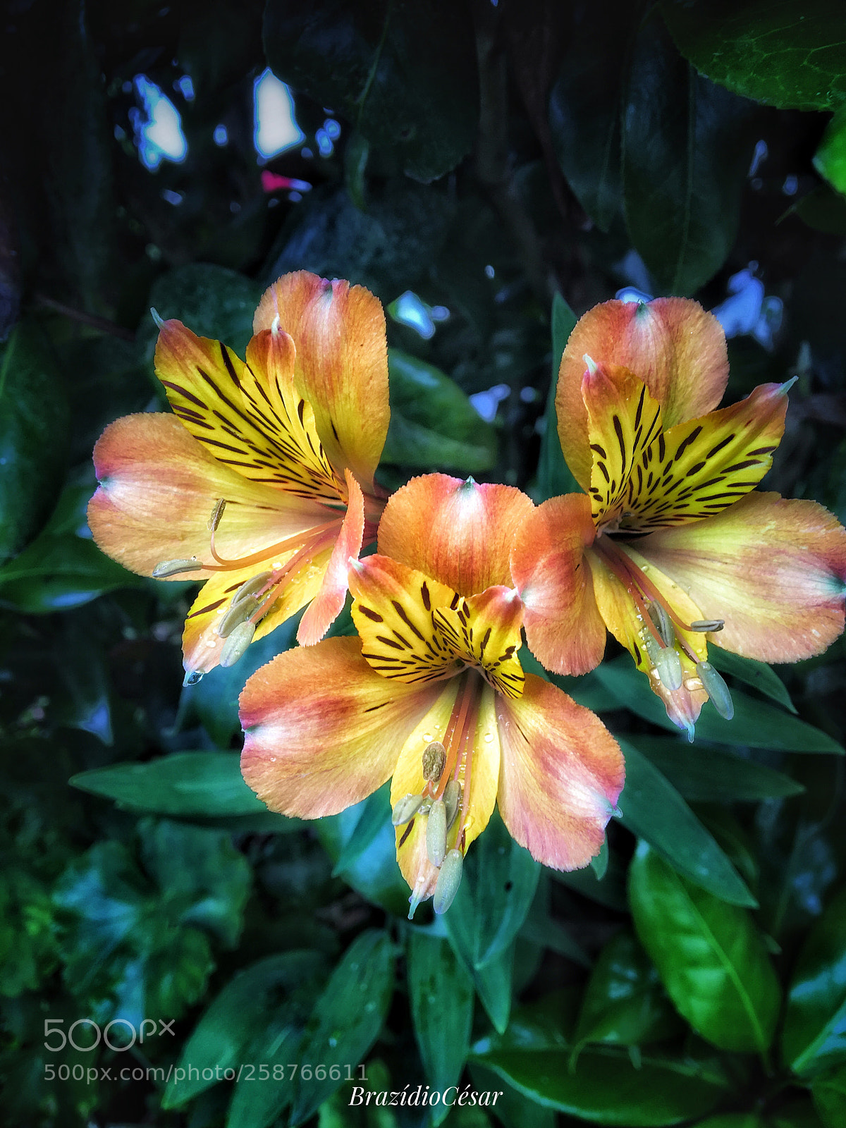Apple iPhone 6s sample photo. Untitled photography