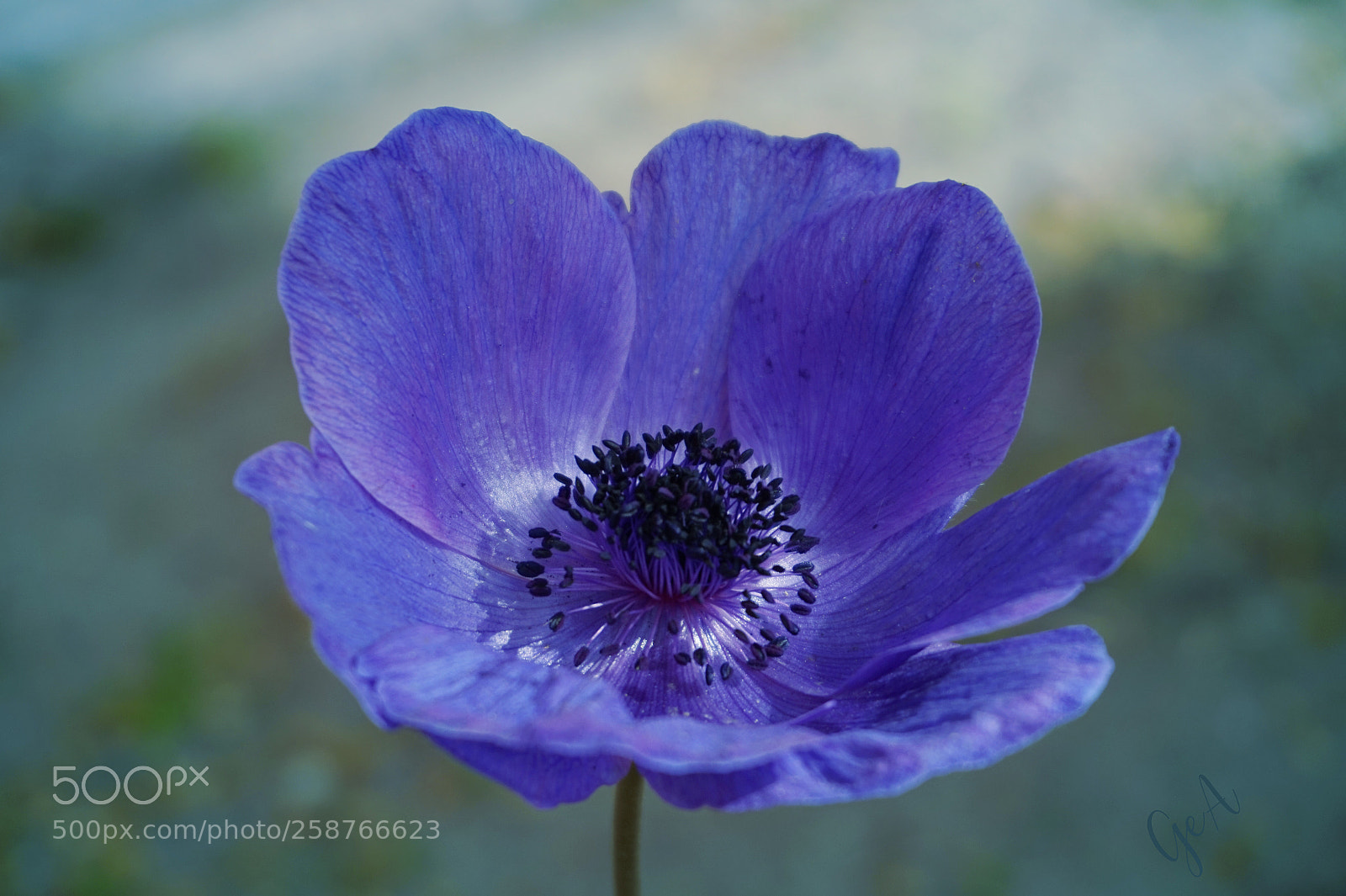 Sony Alpha a5000 (ILCE 5000) sample photo. Purple tulip photography